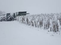 Mes épaules sont aussi lourdes que le champ de maïs. Ce n'est pas la première fois que ça nous arrive. On sait que le beau temps va revenir. En attendant, ça gruge nos énergies. Pendant que tous les travaux de nettoyage de fin de saison retardent.