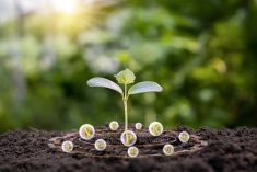 Bien qu'il passe parfois inaperçu, le manganèse est essentiel à la photosynthèse. Photo: Getty