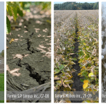 État des cultures 28 novembre: votre résumé de la saison