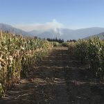 Production de semence expérimentale en contre-saison au Chili.