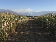 Production de semence expérimentale en contre-saison au Chili.