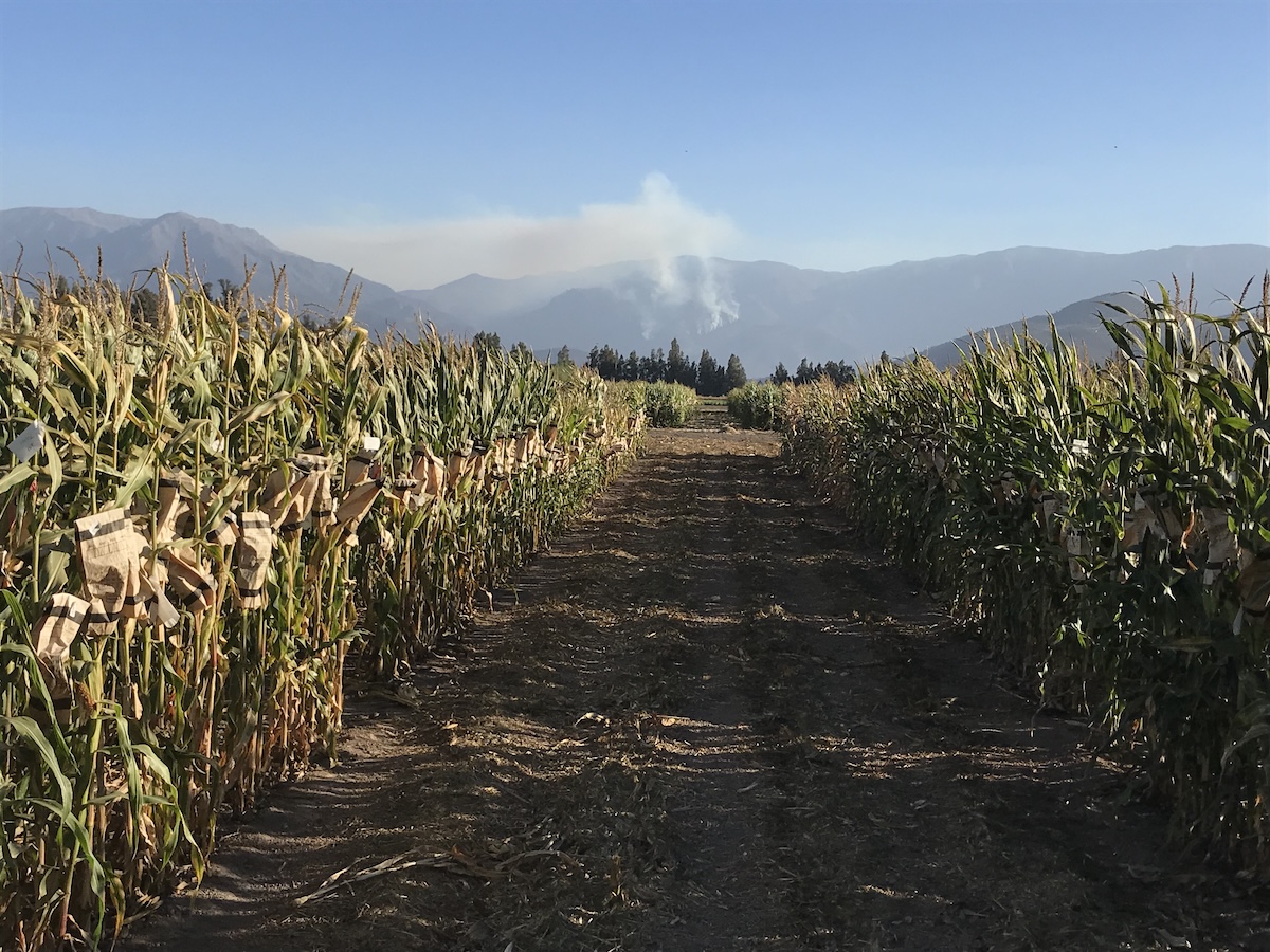 Production de semence expérimentale en contre-saison au Chili.