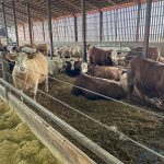 Dans les dix dernières années, le nombre de bouvillons finis au Québec a chuté de moitié.