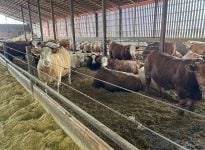 Dans les dix dernières années, le nombre de bouvillons finis au Québec a chuté de moitié.