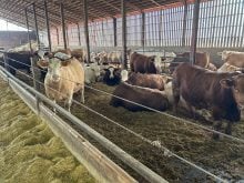 Dans les dix dernières années, le nombre de bouvillons finis au Québec a chuté de moitié.