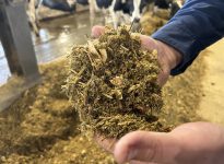 Le maïs-ensilage et l’ensilage de foin sont tous les deux de super aliments pour les vaches laitières, mais ils offrent chacun des avantages et des inconvénients.