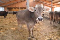 L'équipe de la Fromagerie Missiska continuera de produire le fromage de la Fromagerie Au Gré des Champs à partir du lait du troupeau de vaches de race Suisse brune de la ferme derrière la fromagerie.