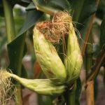 Plants de maïs aux épis multiples