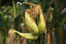 Plants de ma&iuml;s aux &eacute;pis multiples