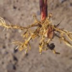 Racines de maïs anormalement ramifiées à cause d’un résidu d’herbicide à soya de la saison précédente.