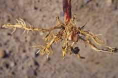 Racines de ma&iuml;s anormalement ramifi&eacute;es &agrave; cause d&rsquo;un r&eacute;sidu d&rsquo;herbicide &agrave; soya de la saison pr&eacute;c&eacute;dente.