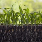 Young shoots of corn with roots isolated on white