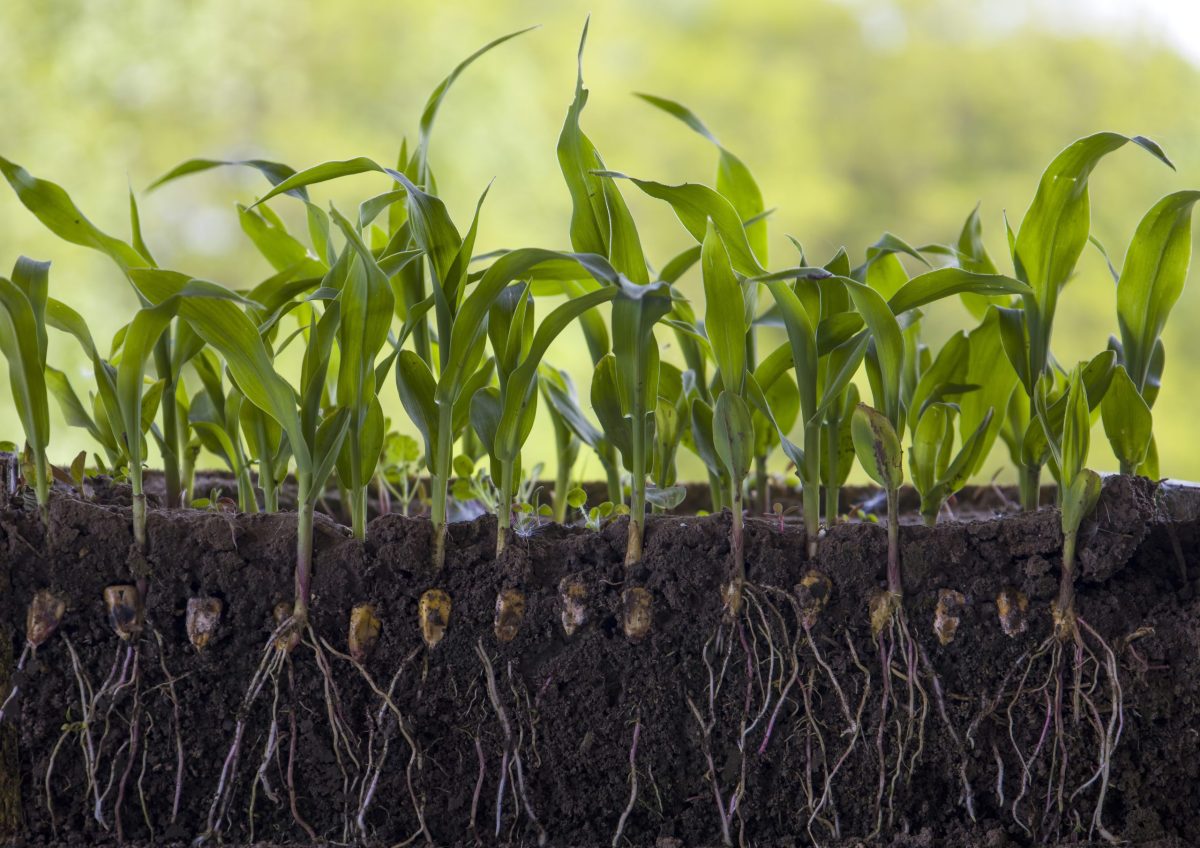 Young shoots of corn with roots isolated on white