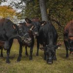 Des vaches de race Canadienne ont été accueillies au CRSAD et sont étudiées par une équipe de chercheurs de l'Université Laval.