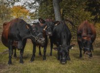 Des vaches de race Canadienne ont été accueillies au CRSAD et sont étudiées par une équipe de chercheurs de l'Université Laval.