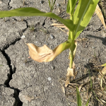 Effet de la sécheresse dans un champ de maïs en Montérégie en août 2025.