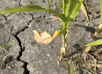 Effet de la sécheresse dans un champ de maïs en Montérégie en août 2025.