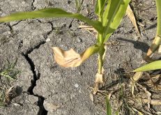 Effet de la sécheresse dans un champ de maïs en Montérégie en août 2025.