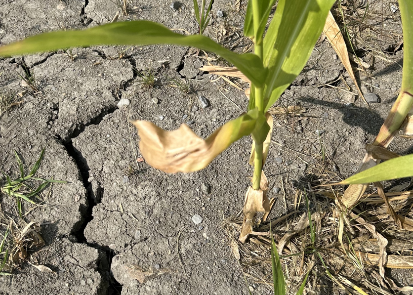 Effet de la sécheresse dans un champ de maïs en Montérégie en août 2025.