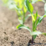 Le bore, sous-estimé mais essentiel au rendement du maïs grain