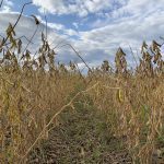 Au Québec, 438 000 hectares de soya ont été semés en 2025. Marginal actuellement, le soya oléique devrait frayer son chemin dans les silos. Aux États-Unis, 324 000 hectares de soya oléique ont été semés en 2024, selon le United Soybeans Board.