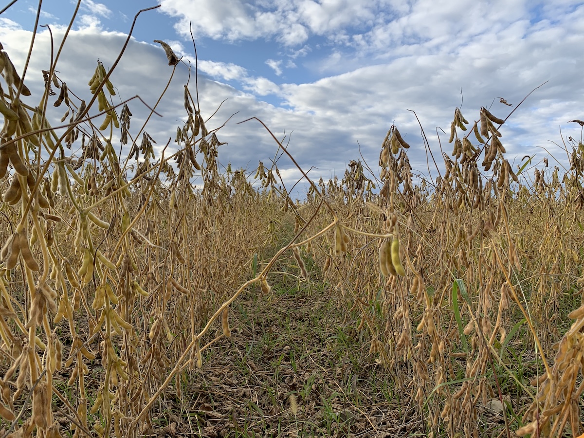 Au Québec, 438 000 hectares de soya ont été semés en 2025. Marginal actuellement, le soya oléique devrait frayer son chemin dans les silos. Aux États-Unis, 324 000 hectares de soya oléique ont été semés en 2024, selon le United Soybeans Board.
