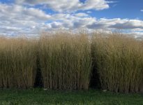 Essais de rendement de panic érigé à Normandin.
Photo : M. Bellemare 
(AAC/AAFC) 