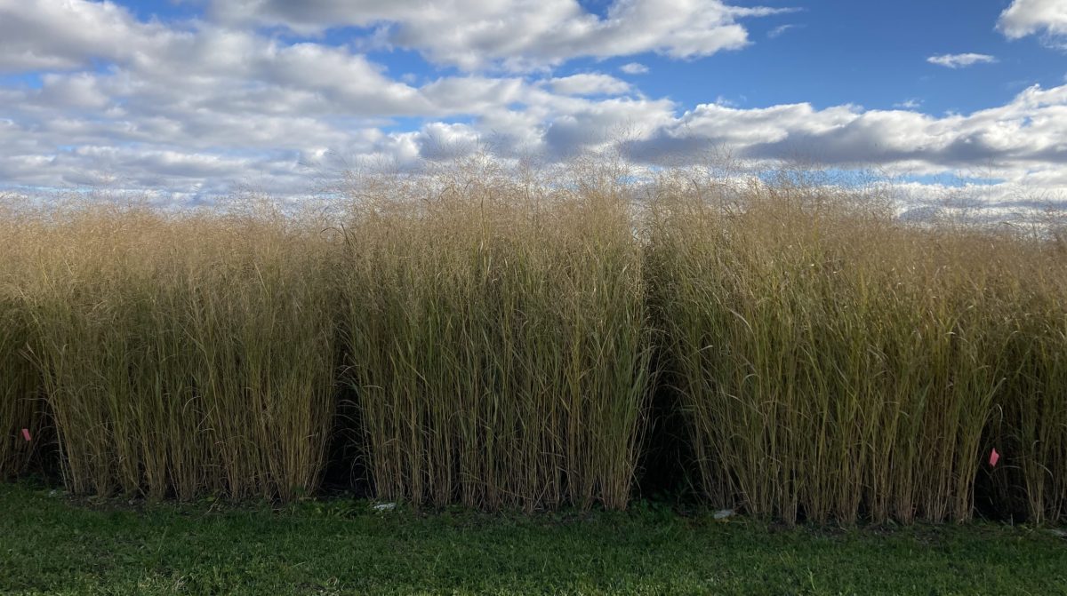 Essais de rendement de panic &eacute;rig&eacute; &agrave; Normandin.
Photo : M. Bellemare 
(AAC/AAFC) 