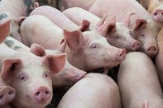 2025 a &eacute;t&eacute; exceptionnelle pour le porc