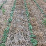 Tournée virtuelle des champs