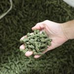 Ce tourteau de soya noir de la semencière Prograin peut être incorporé à la ration à hauteur de 2 kilos quotidiens par vache. À 91-92% de matière sèche, il dose en moyenne 35% de protéine et 16% de lipide.