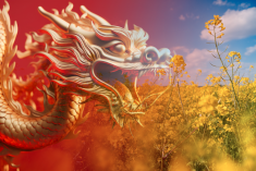 Et le grand gagnant est… le canola