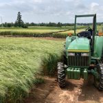 Parcelle affectées à l'étude de la fusariose et les moyens de lutte en Nouvelle-Écosse.