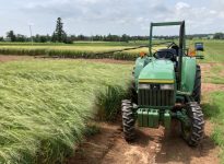 Parcelle affectées à l'étude de la fusariose et les moyens de lutte en Nouvelle-Écosse.
