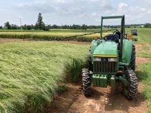 Parcelle affect&eacute;es &agrave; l'&eacute;tude de la fusariose et les moyens de lutte en Nouvelle-&Eacute;cosse.