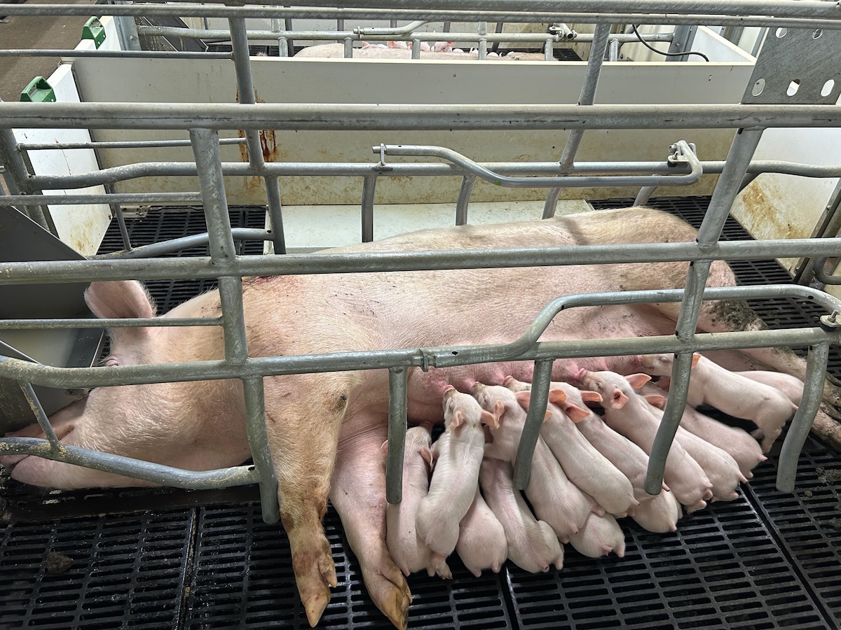 Une truie et ses porcelets