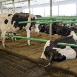 Quel que soit le matelas utilisé, la litière reste incontournable. Le fumier recyclé offre le moelleux nécessaire pour réduire les risques de frottement. Photo: Clément Blais