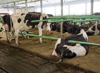 Quel que soit le matelas utilisé, la litière reste incontournable. Le fumier recyclé offre le moelleux nécessaire pour réduire les risques de frottement. Photo: Clément Blais