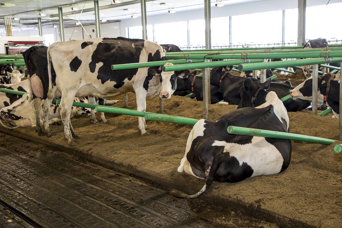 Quel que soit le matelas utilisé, la litière reste incontournable. Le fumier recyclé offre le moelleux nécessaire pour réduire les risques de frottement. Photo: Clément Blais