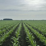 Résultats après le dernier sarclage avec sarcleur lourd.