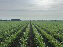 R&eacute;sultats apr&egrave;s le dernier sarclage avec sarcleur lourd.