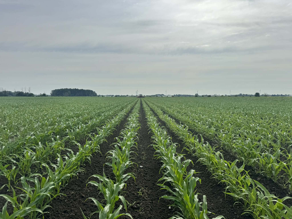 Résultats après le dernier sarclage avec sarcleur lourd.