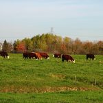 Au Canada, les terres utilisées pour les bovins sont essentiellement des pâturages et des prairies.
