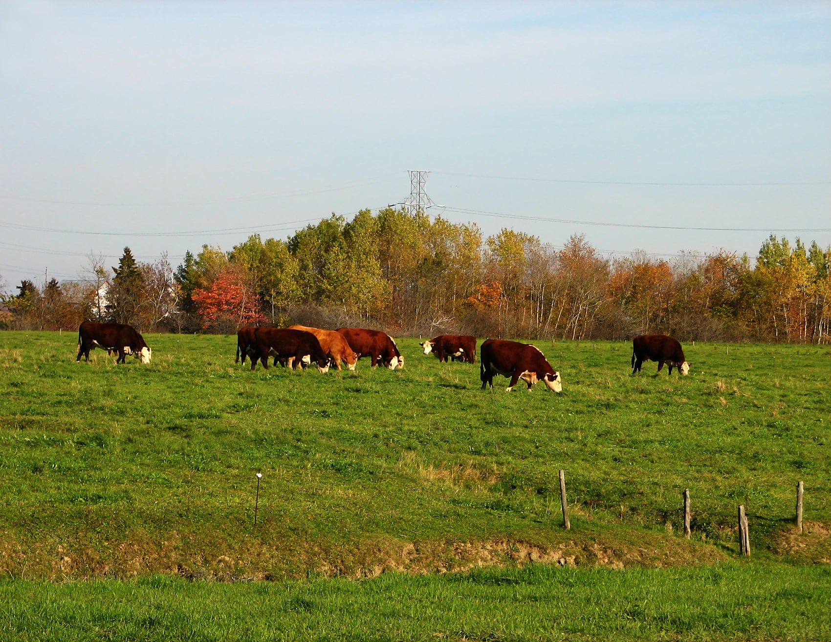Au Canada, les terres utilisées pour les bovins sont essentiellement des pâturages et des prairies.