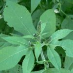 Grande herbe à poux