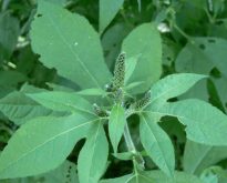 Grande herbe &agrave; poux