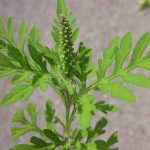 Grande herbe à poux