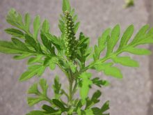 Grande herbe &agrave; poux