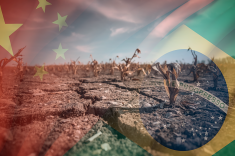 Soya, les d&eacute;s sont-ils jou&eacute;s?