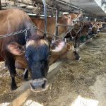 Avez-vous des tensions parasites dans votre étable?